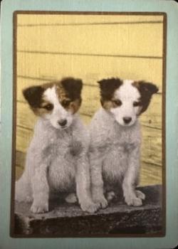 Congress 606 "Pals" Thumbnail