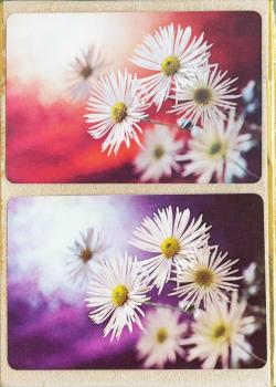 Congress - White Daisies Thumbnail