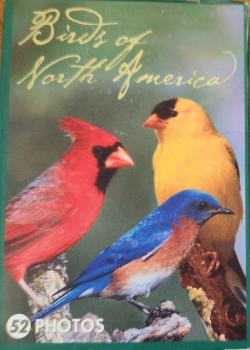 Birds of North America Thumbnail