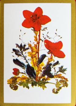 Hoyle Scarlet Larkspur Thumbnail