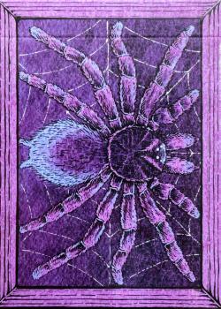 Zoo 52 - Spider Front Thumbnail Image