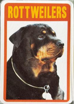 Rottweilers 2 Thumbnail