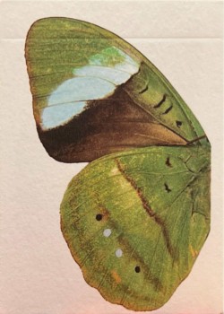 What The Fly V3 Thumbnail