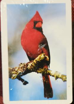 Red Cardinals Front Thumbnail Image