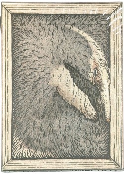 Zoo 52 - Anteater Thumbnail