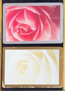 Congress - White Rose/Pink Rose Thumbnail