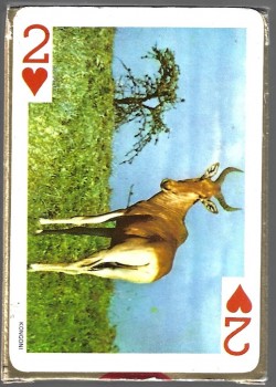 World Of Famous Wild Animals by Fairy Brand – tuck box back