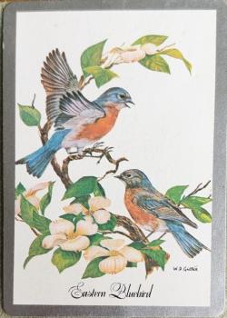 Congress Eastern Bluebird Thumbnail