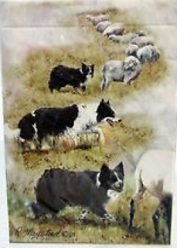 Border Collie- Best Friends Thumbnail