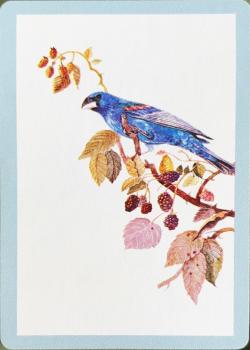 Stardust - Blue Grosbeak Thumbnail