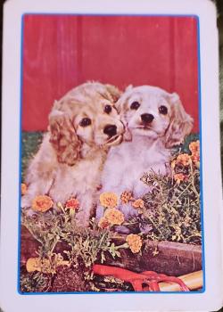 Puppies in Garden, Astor Thumbnail