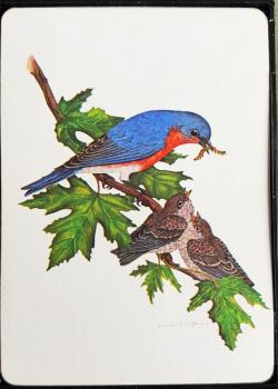 Eastern Bluebird Thumbnail