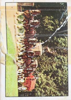 Clydesdales Thumbnail
