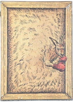 Zoo 52 - Kangaroo Thumbnail