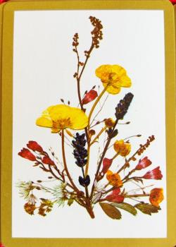 Hoyle Meadow Buttercups Thumbnail