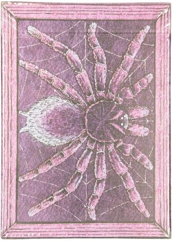 Zoo 52 - Spider Front Thumbnail Image