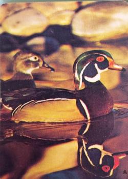 "Trump" Wood Duck Pair Thumbnail