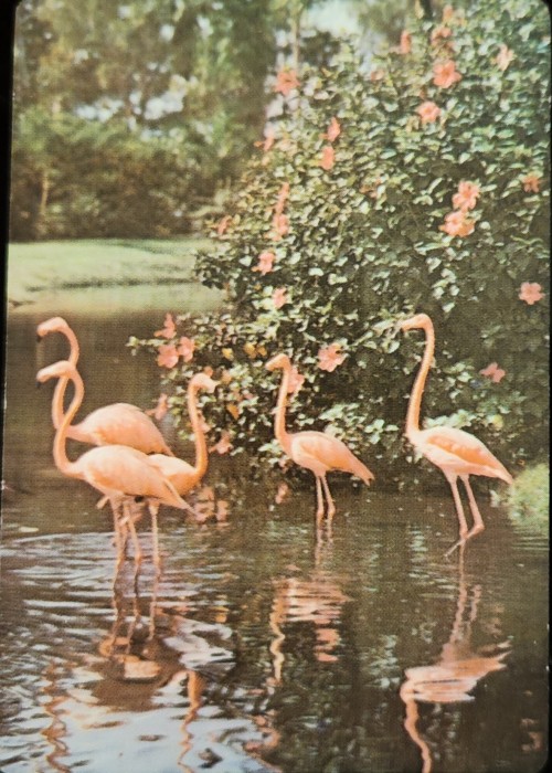 Souvenir Of Florida Card Detail Image