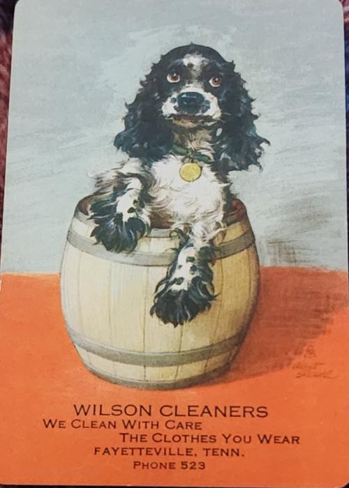 Cocker spaniel Butch in a cup Card Detail Image