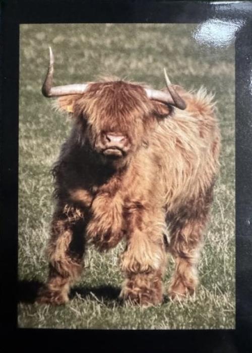 Glen Alpin Highland Cow Card Detail Image