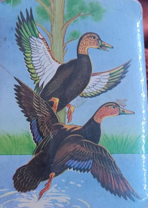 Mallard Duck Card Detail Image