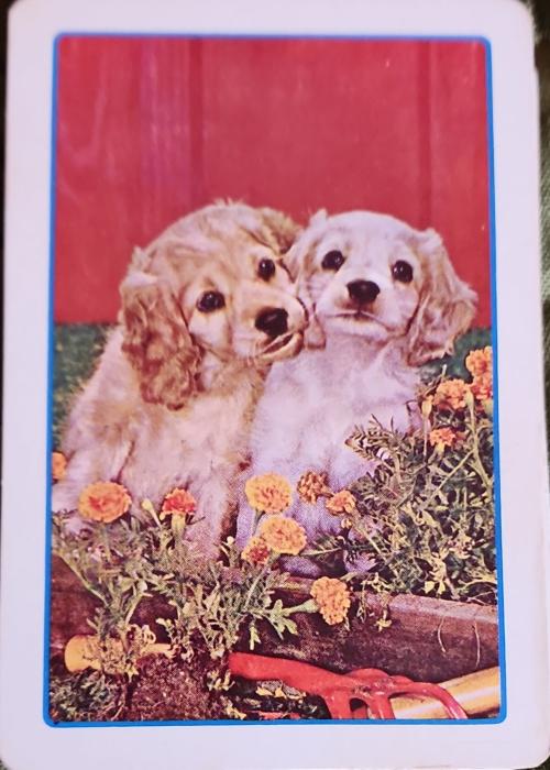 Puppies in Garden, Astor Card Detail Image